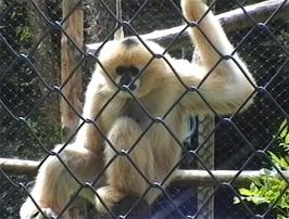 A Black Crested Gibbon at the Combe Martin Wildlife & Dinosaur Park